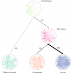 Network comparison